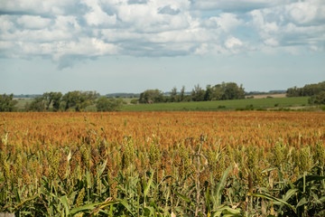 Fototapeta na wymiar Extensive cornfield under semi-cloudy sky.