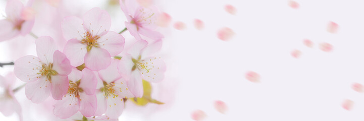 さくら　桜