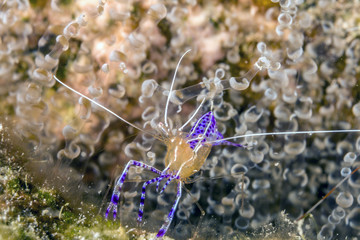 Ancylomenes pedersoni,Pederson's shrimp