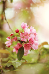Branch with pink flowers of Apple tree