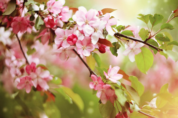 Branches with pale pink flowers of Apple tree