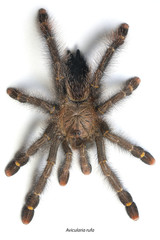 Avicularia rufa