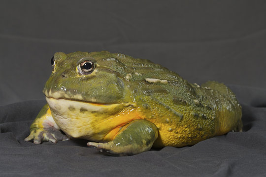 Pyxicephalus adspersus