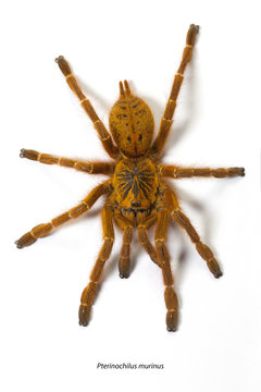 Pterinochilus murinus