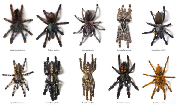 Selection Of Tarantulas