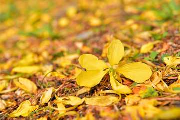Golden shower (Cassia fistula) fall on the ground. Ratchapruek flower is flower of nation Thailand.