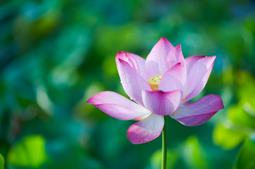 Obraz premium Lotus flower in the morning sun against green background