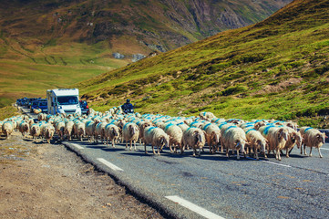 Naklejka premium Sheeps on road