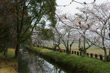 堀に咲く桜並木