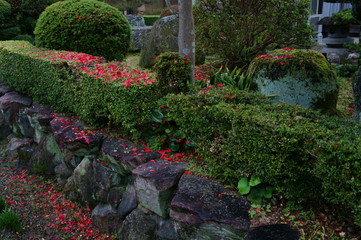 日本庭園に色添える花びら