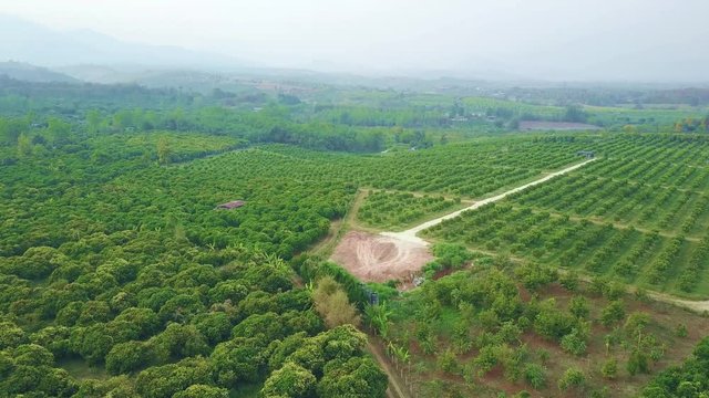 Aerial shot with from a drone. Flying over lychee tree farms at Fang City, Chiang Mai, Thailand
