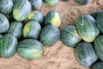 Many big sweet green watermelons in the fruit market.