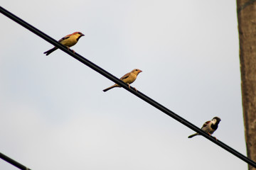 Bird sparrow on wire