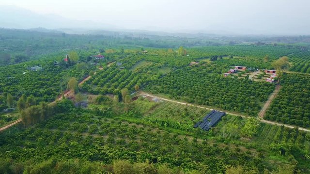 Aerial shot with from a drone. Flying over lychee tree farms at Fang City, Chiang Mai, Thailand
