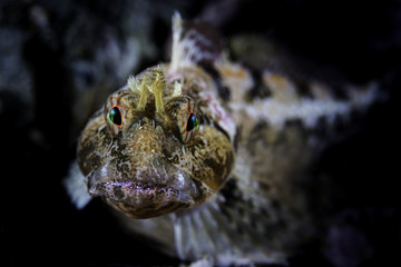 Scalyhead sculpin 3
