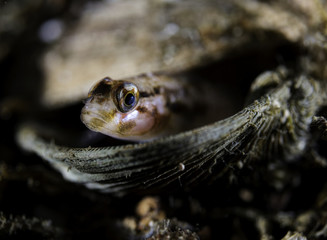 Blackeye Goby 1