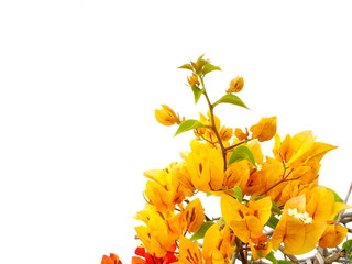 Fototapeta premium bougainvilleas isolated on white background