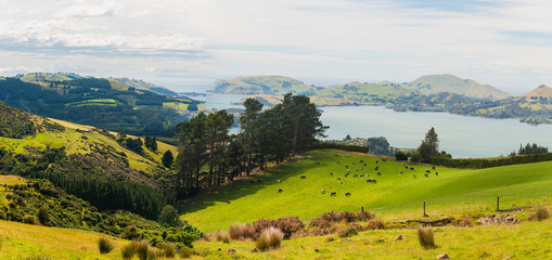 Dunedin Town and Otago Bay, New Zealand