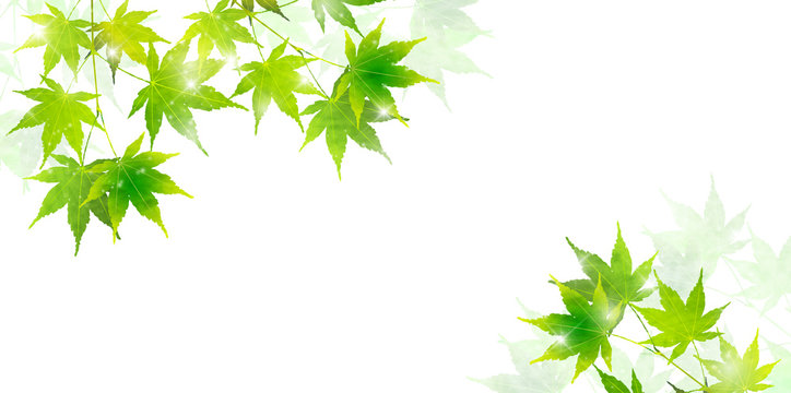 もみじ　葉　夏　背景