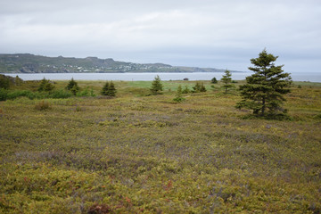Obraz premium Rural countryside with rugged coast in background