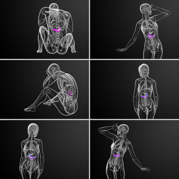 3d rendering medical illustration of the gallblader and pancrease