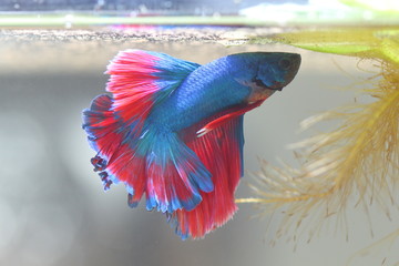 Fighting fish is creating Bubble nest.