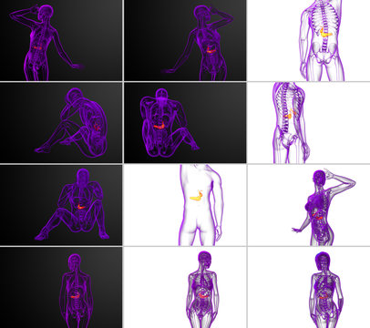 3d rendering medical illustration of the gallblader and pancrease