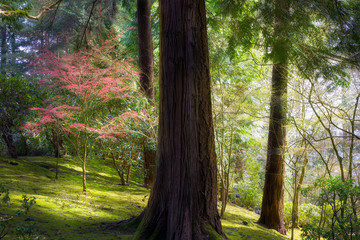 Forest in Portland Japanese Garden