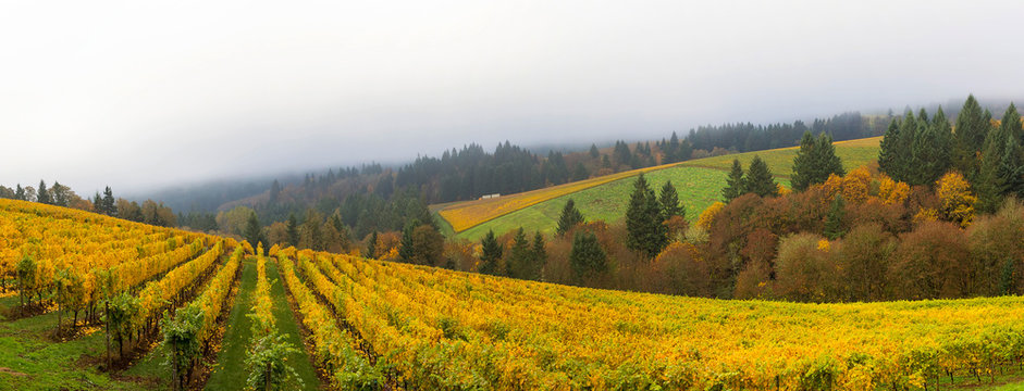 Dundee Oregon Vineyard During Fall Season Panorama