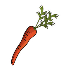 carrot vegetable icon over white background. colorful design. vector illustration