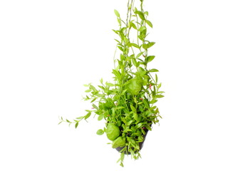 green house plant ivy hanging on white background