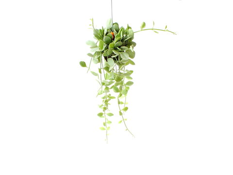 Green House Plant Ivy Hanging On White Background