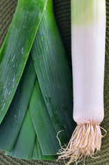 Green leek onion