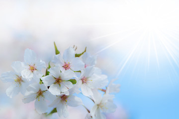 Blüten eines Kirschbaumes bei blauem Himmel und Sonnenschein