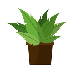 plant in a pot icon over white background. colorful design. vector illustration