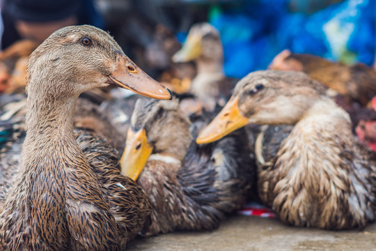 duck for sale on the Vietnamese market. Asian cuisine concept