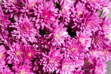 Chrysanthemum