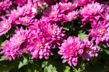Obraz premium Chrysanthemum