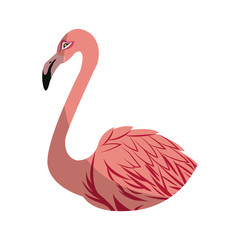 pink flamingo bird icon over white background. colorful design. vector illustraiton