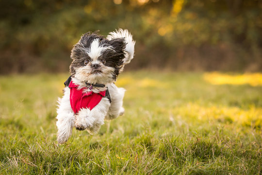 Shih Tzu running