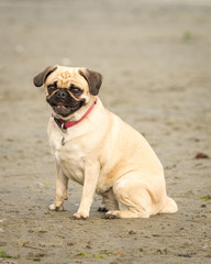 Obraz premium pug