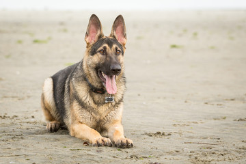 German shepherd dog