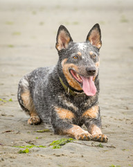 Blue Heeler dog