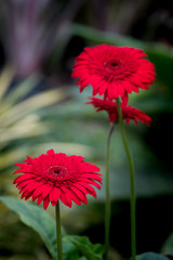 Gerbera