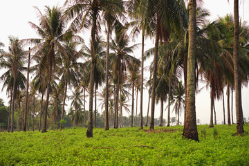 Obraz premium Coconut Field