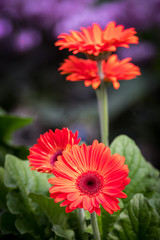 Gerbera