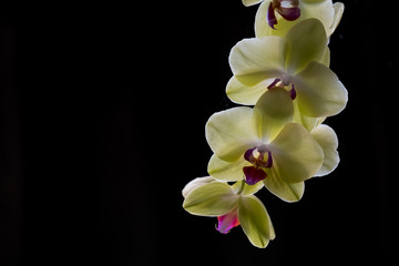 Naklejka na ściany i meble Farland orchid
