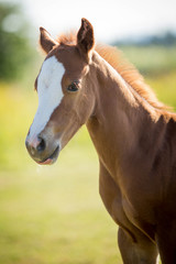 foal