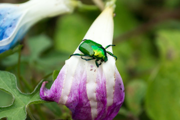 green beatle on pink flower