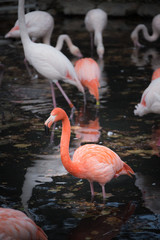flamingo in pond